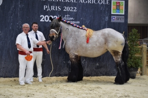 Haidy de l'Hirondelle, 2ème place CGA juments - Christian SCHRAMME (Ghyvelde 59)