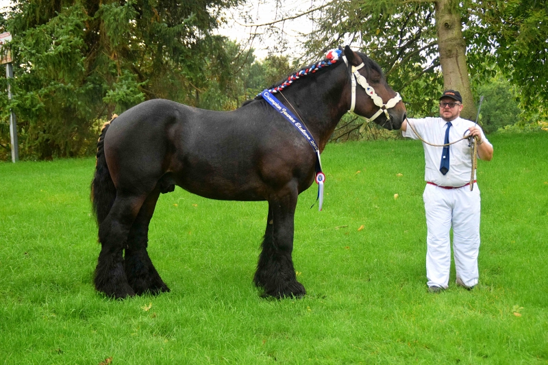 JAZZ DE POISOT
à Valéry VAN VOOREN (Berlaimont - 59)
Champion des Jeunes Etalons Trait du Nord 2022
