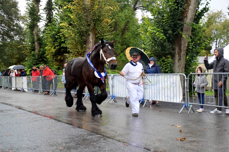JAZZ DE POISOT
à Valéry VAN VOOREN (Berlaimont - 59)
Champion des Jeunes Etalons Trait du Nord 2022