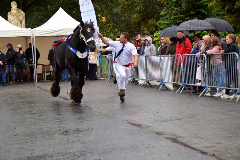 HERCUL DE POSANGES
à Ludovik MORTELECQUE (Carnin- 59)
Champion des Etalons Adultes Trait du Nord 2022