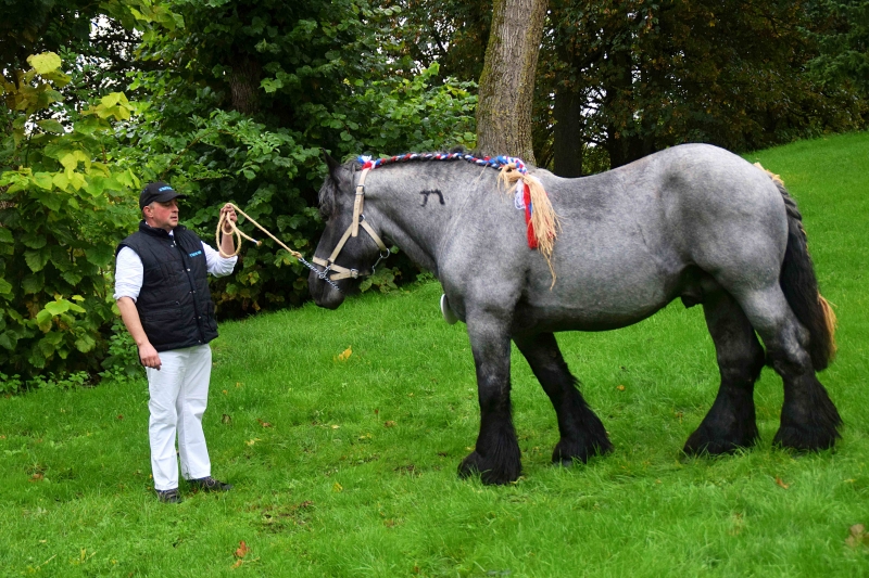 JUPITER DE LOSTREVENT 
à François-Xavier SAINTOBERT et Mathieu SEULIN (Mastaing - 59)