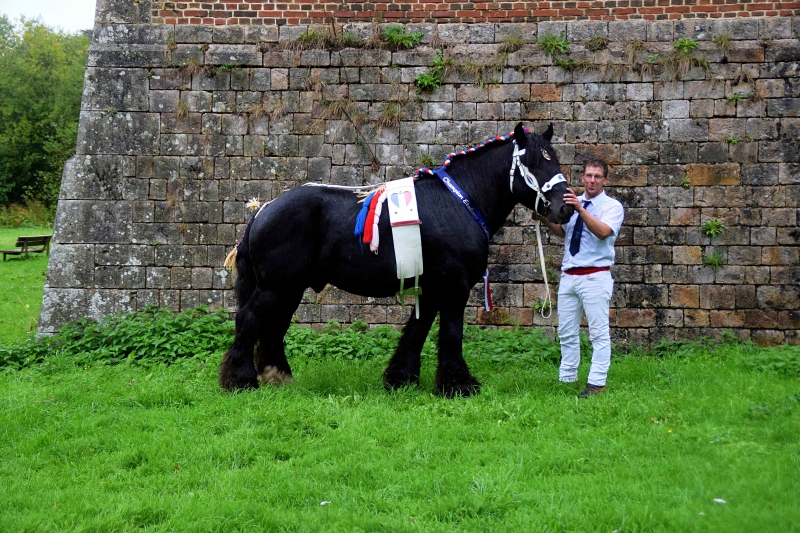 HERCUL DE POSANGES
à Ludovik MORTELECQUE (Carnin- 59)
Champion des Etalons Adultes Trait du Nord 2022