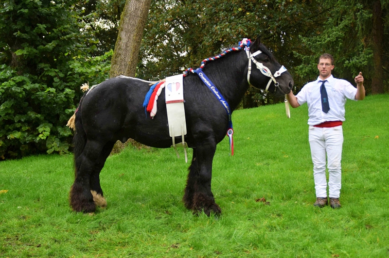 HERCUL DE POSANGES
à Ludovik MORTELECQUE (Carnin- 59)
Champion des Etalons Adultes Trait du Nord 2022