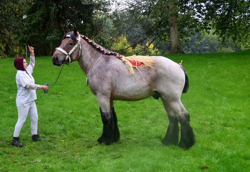 ONEL D'ERQUENNES
à Lucien POUILLE (Honnelles-Erquennes BE)