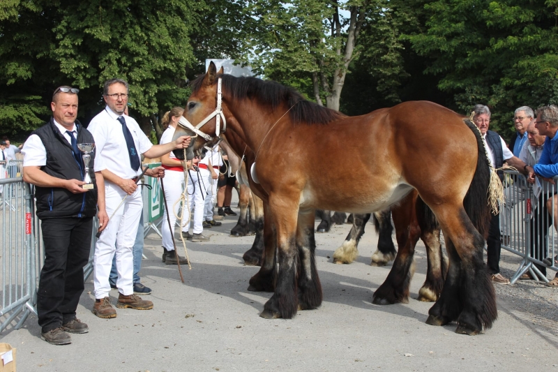 MYRTILLE DE LECELLES, par Brin d'or Van Het Hermeshof et Hellebore de Lecelles (par Rob Van Sternhoven), appartenant à Patrick Vangeneberg à Lecelles
1ere des pouliches d'1 an grande taille