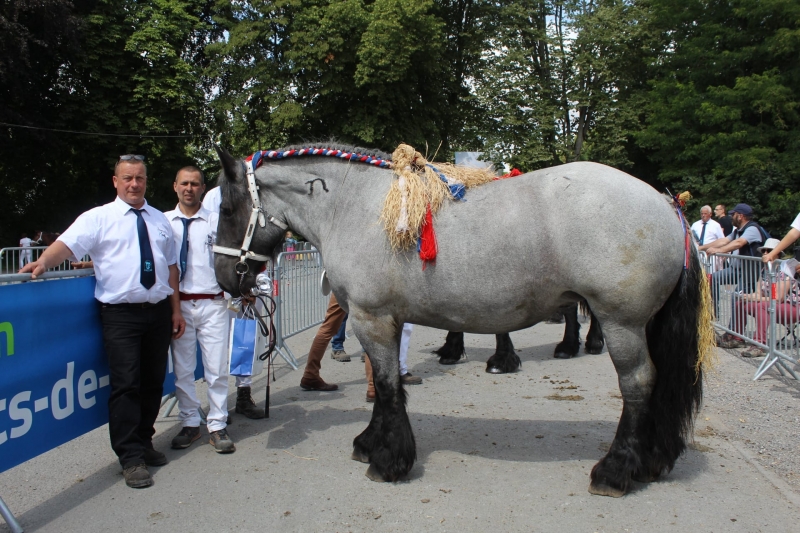 JASMINE CLOS DE LA FERME, par Corsaire d'Aymeries et Élégante du Marais (par Daan Van de Beekseweg) appartenant à Benjamin Da Silva à Bauvin
1ere des juments non suitées basse taille