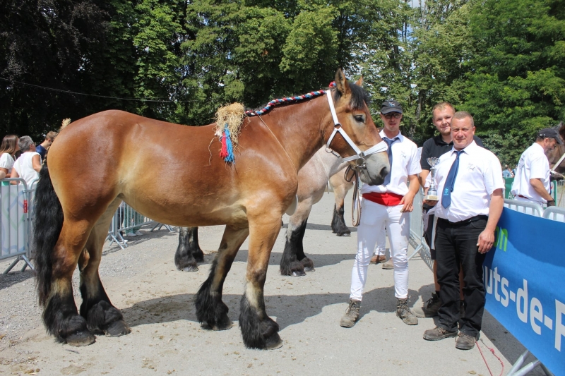 ADE DE MORMAL, par Freeman de Baude, et Nenette de la Censee (par Jonas du Touquet), appartenant à Cyril et François-Xavier Canonne, à Flines Lez Raches
1ere des juments non suitées de 4 ans grande taille