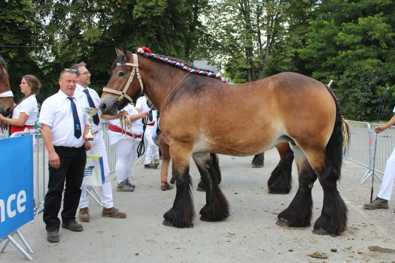 HELLEBORE DE LECELLES, par Rob Van Sternhoven et Pacôme de Lecelles (par Jorkt d'Erquennes) appartenant à Patrick Vangeneberg de Lecelles
1ere des juments non suitées 5 et 6 ans basse taille