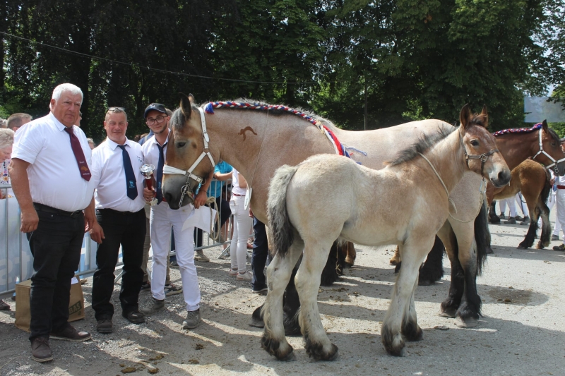 HULOTTE DE CARNOY, par Carl de Baude et Reinette d'Inchy (par Hercule de la Lys), appartenant à Bertrand Blondiau de Gommegnies
Suitée d'une femelle par Nectar Van de Parelhoeve
1ère des Juments suitées de 5 et 6 ans
