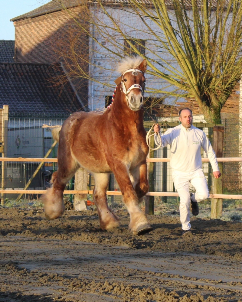 JUAN DE LICHEREAU
appartenant à Sarah MORTELECQUE (Carnin-59)
Né en 2020
Par MILO VAN LUCHTEREN et CHARLOTTE VAN'T SPARRENHOF (par ENSOR VAN STERNHOVEN
Approuvé pour la saison de monte 2024
