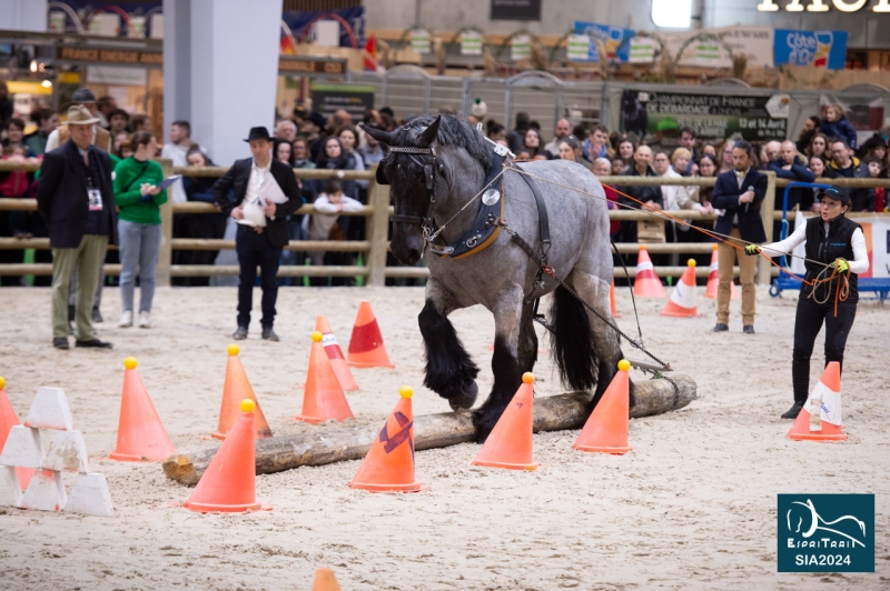 ICONE DE ST ELOI et Julie BERSILLON (Omissy-02)
5ème de l'épreuve de travail à pied
Trophée d'utilisation Jeunes Chevaux