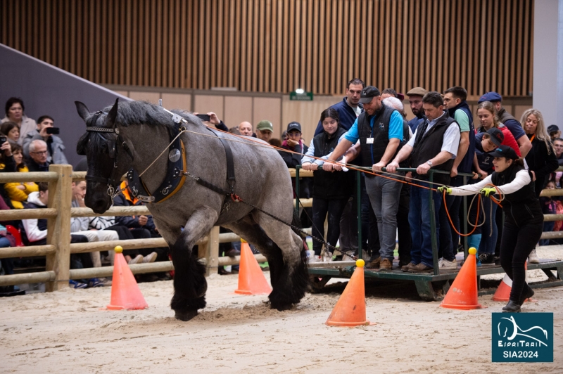 ICONE DE ST ELOI et Julie BERSILLON (Omissy-02)
2ème de l'épreuve de traction
Trophée d'utilisation Jeunes Chevaux
