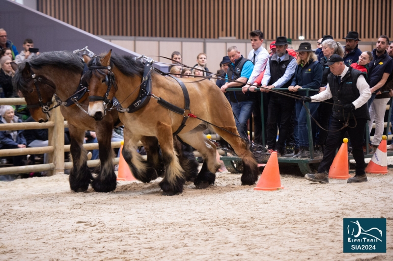 JADE DE MORMAL et HIRONDELLE DU MARAIS, menées Cyril CANONNE (Flinez Lez Râches-59)
4ème de l'épreuve de traction
Trophée d'utilisation Inter-Races