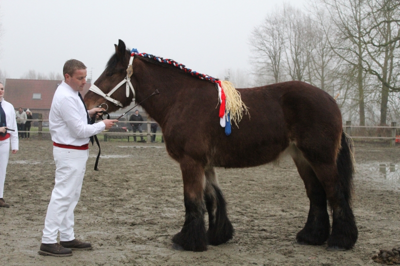 MARA VAN DE PAENHUT, approuvée provisoirement avec une note de 38.
Pouliche Trait Belge prenant 3 ans en 2025. Elle appartient à Danny VERCOOR (Gondecourt-59), elle est née chez Linda GELDERS (Genk-BE).
Fille de Jim Van't Roetaart et Aura Van Gaasbeek Van Vlaams Brabant (par Juul Van de Bootdijk).