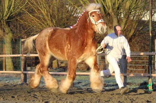 Marque complémentaire des étalons 2024