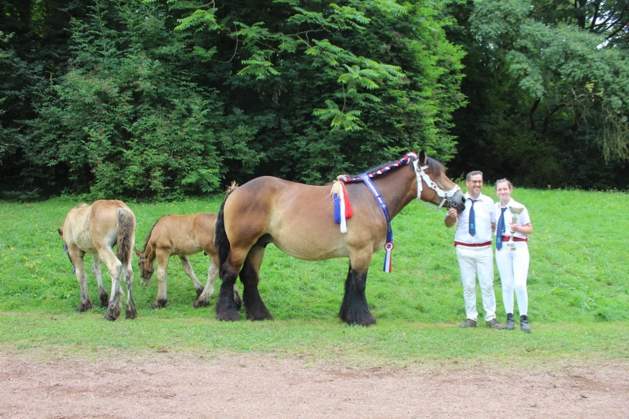 111ème Concours National des Femelles Trait du Nord à Cambrai