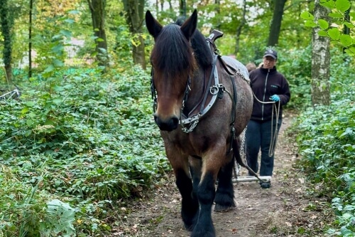 Démonstration de débardage lors du Weekend du Bois 2024