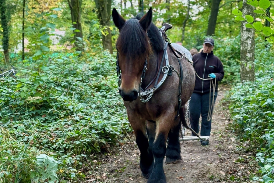 Démonstration de débardage lors du Weekend du Bois 2024