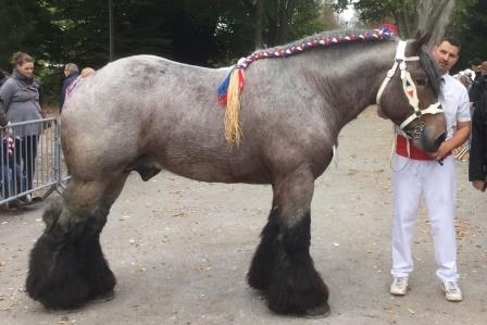 Marque complémentaire étalons