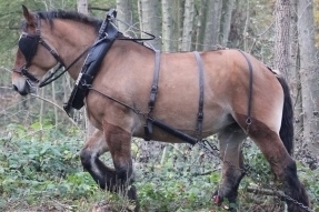 L'annuaire des étalons est en ligne!