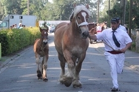Calendrier des concours Modèle et Allures 2019