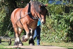 Calendrier des concours d'utilisation 2019