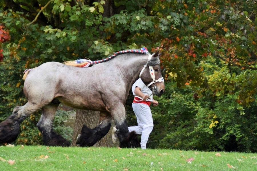 L'annuaire des étalons est en ligne!