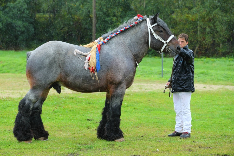 Marque complémentaire des étalons