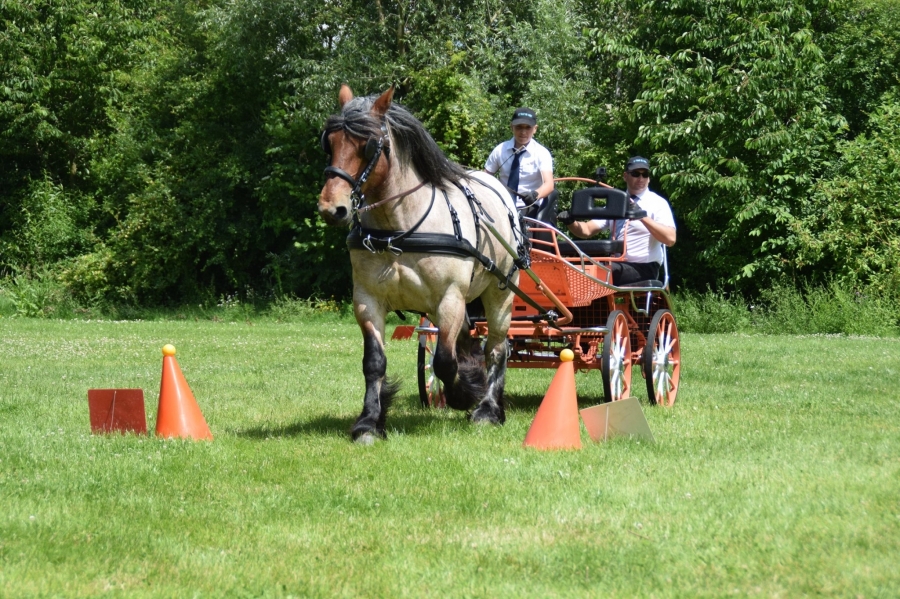 Calendrier des concours et manifestations 2020