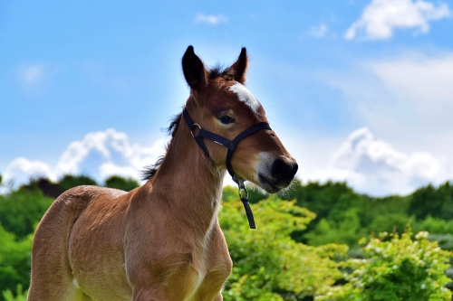 Les poulains nés en 2020