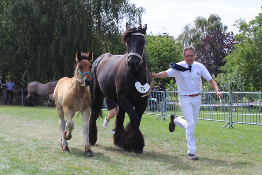 Résultats du Concours National des Femelles Trait du Nord