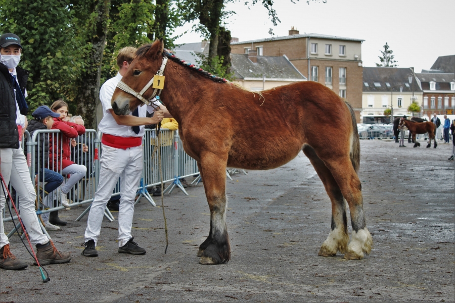 Concours de poulains 2020