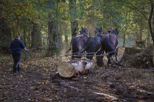 Chantier de débardage à Condé sur Escaut