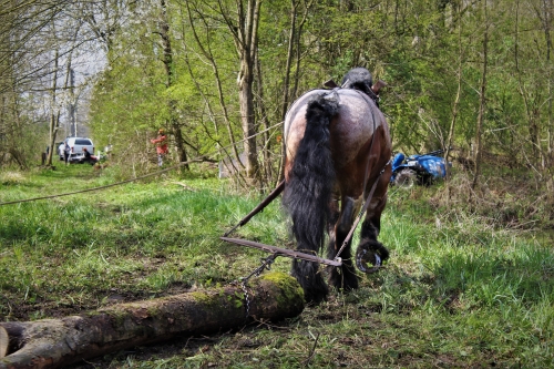 Chantier de débardage à Flines Lez Mortagne