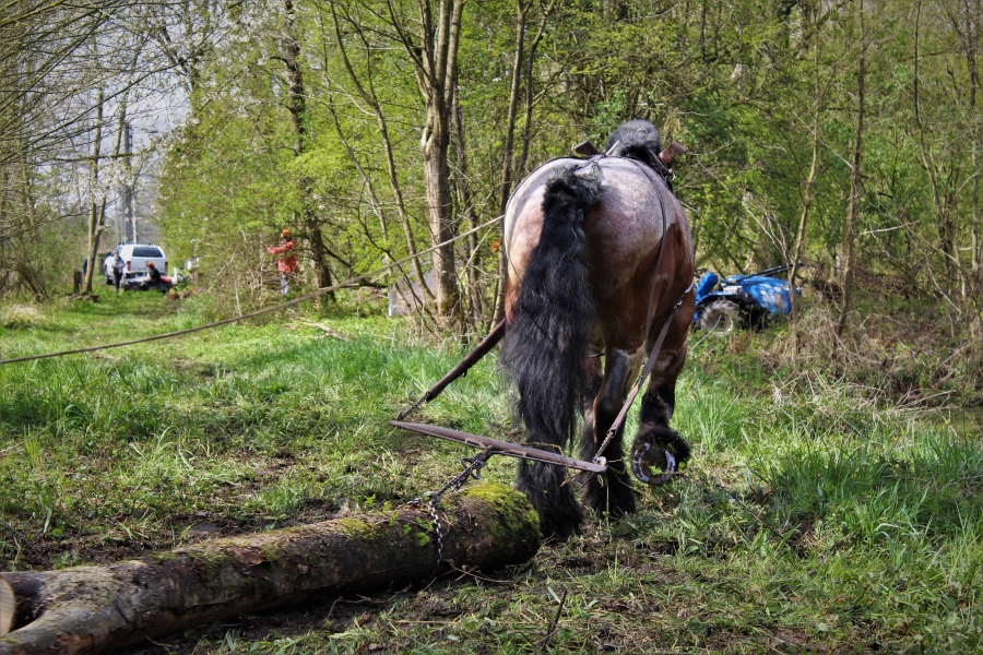 Chantier de débardage à Flines Lez Mortagne