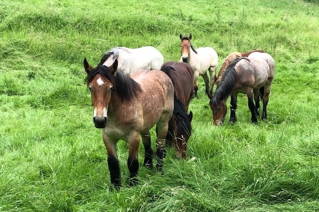 Exportation de chevaux au Royaume-Uni et en Espagne