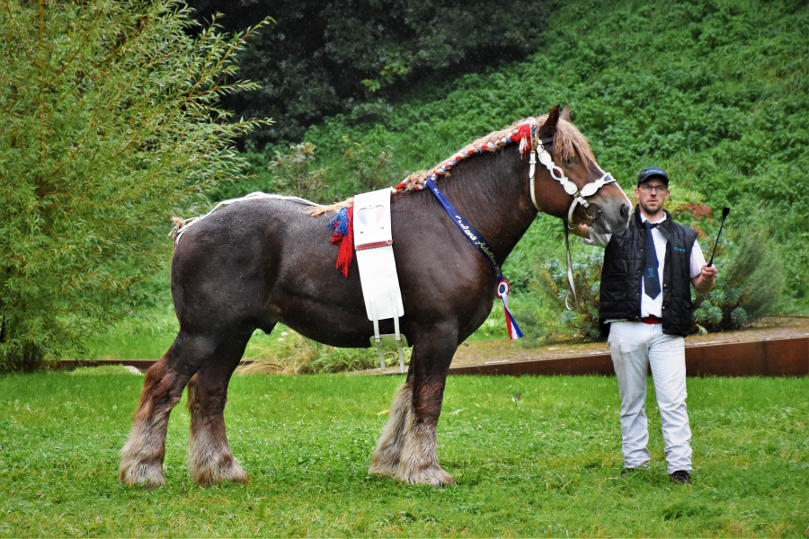 Résultats du 107ème Concours National des Mâles Trait du Nord