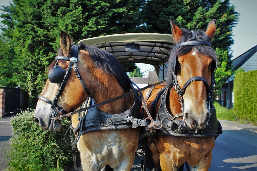Expérimentation de ramassage scolaire à Tressin (59)