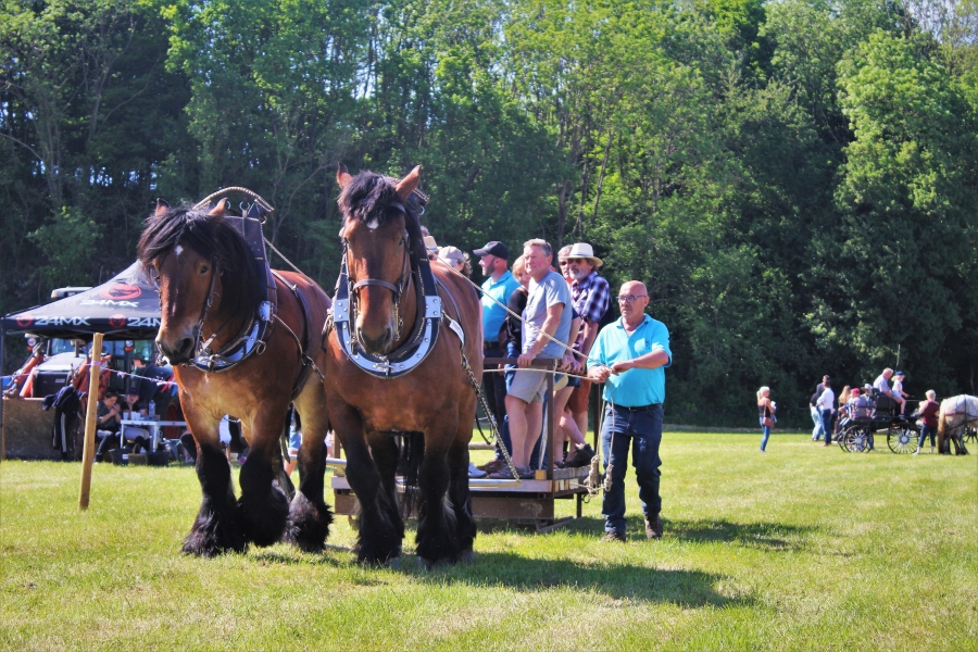 Saint'Hilairoises (59)
