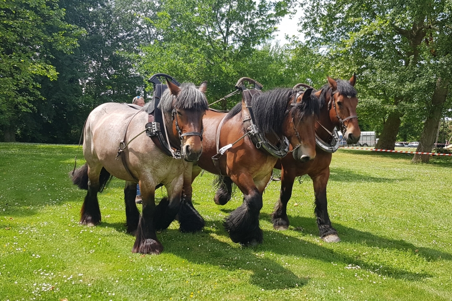 Fête de la forêt, à Choisy-au-Bac (60)
