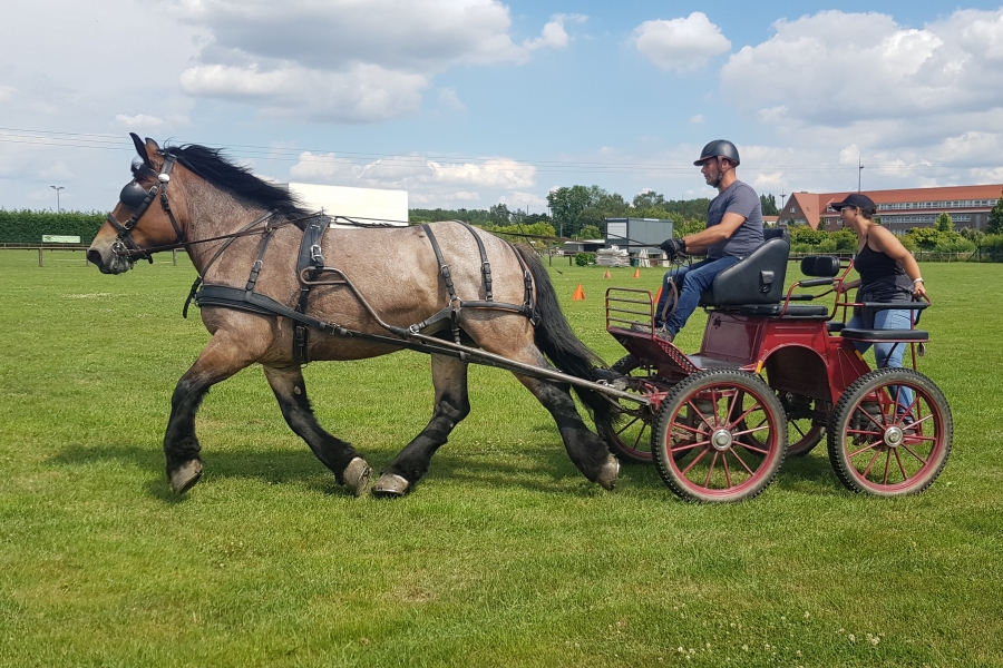 Stages attelage et cordeau