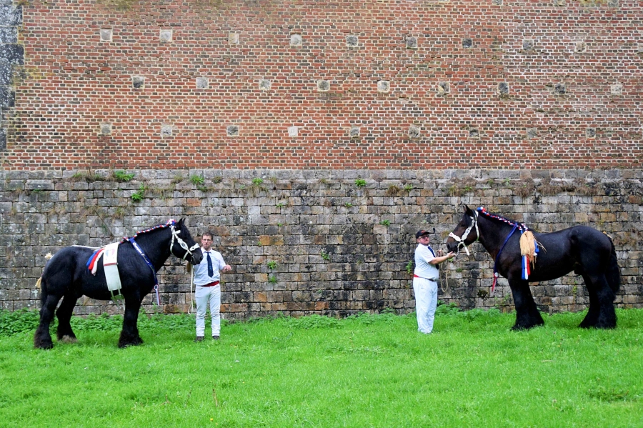 Résultats du 108ème Concours National des Mâles Trait du Nord