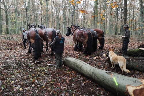 Débardage à Flines les Râches avec Caval'Trait pour le...