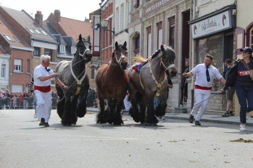 Concours d'élevage à steenvoorde