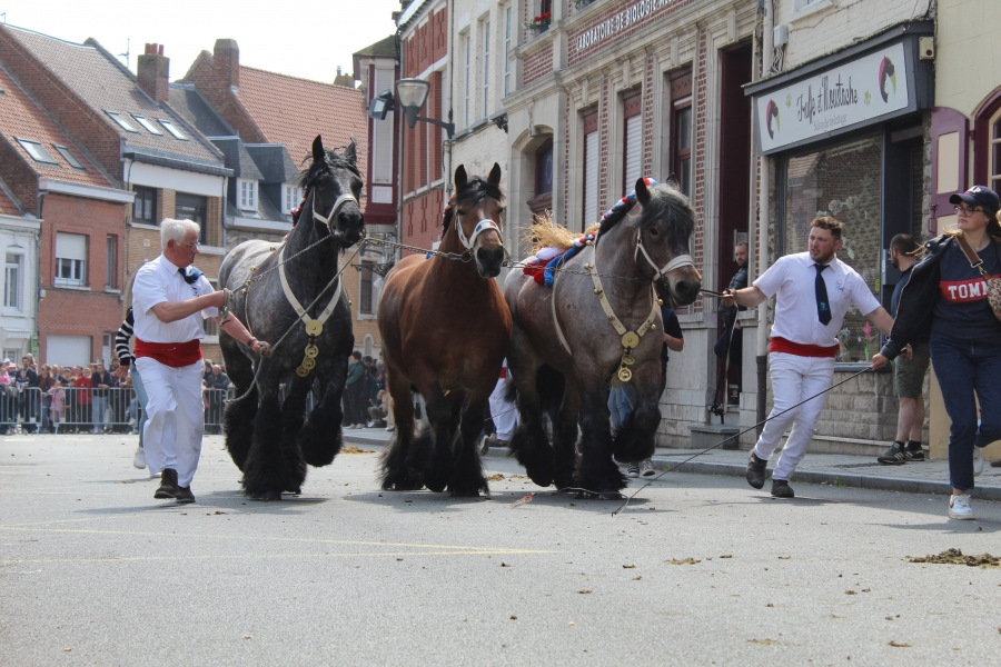 Concours d'élevage à steenvoorde