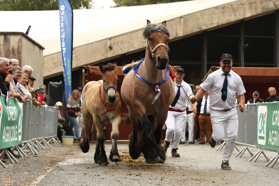 Résultats du 110ème Concours National des Femelles Trait du Nord