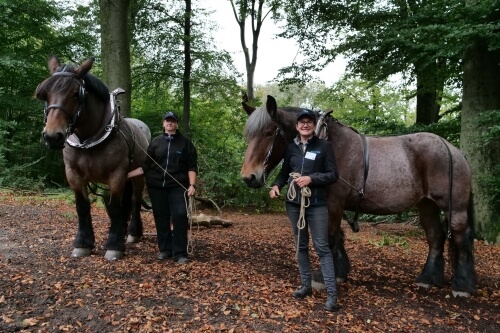 Week-end du Bois au Parc Naturel des Plaines de l'Escaut