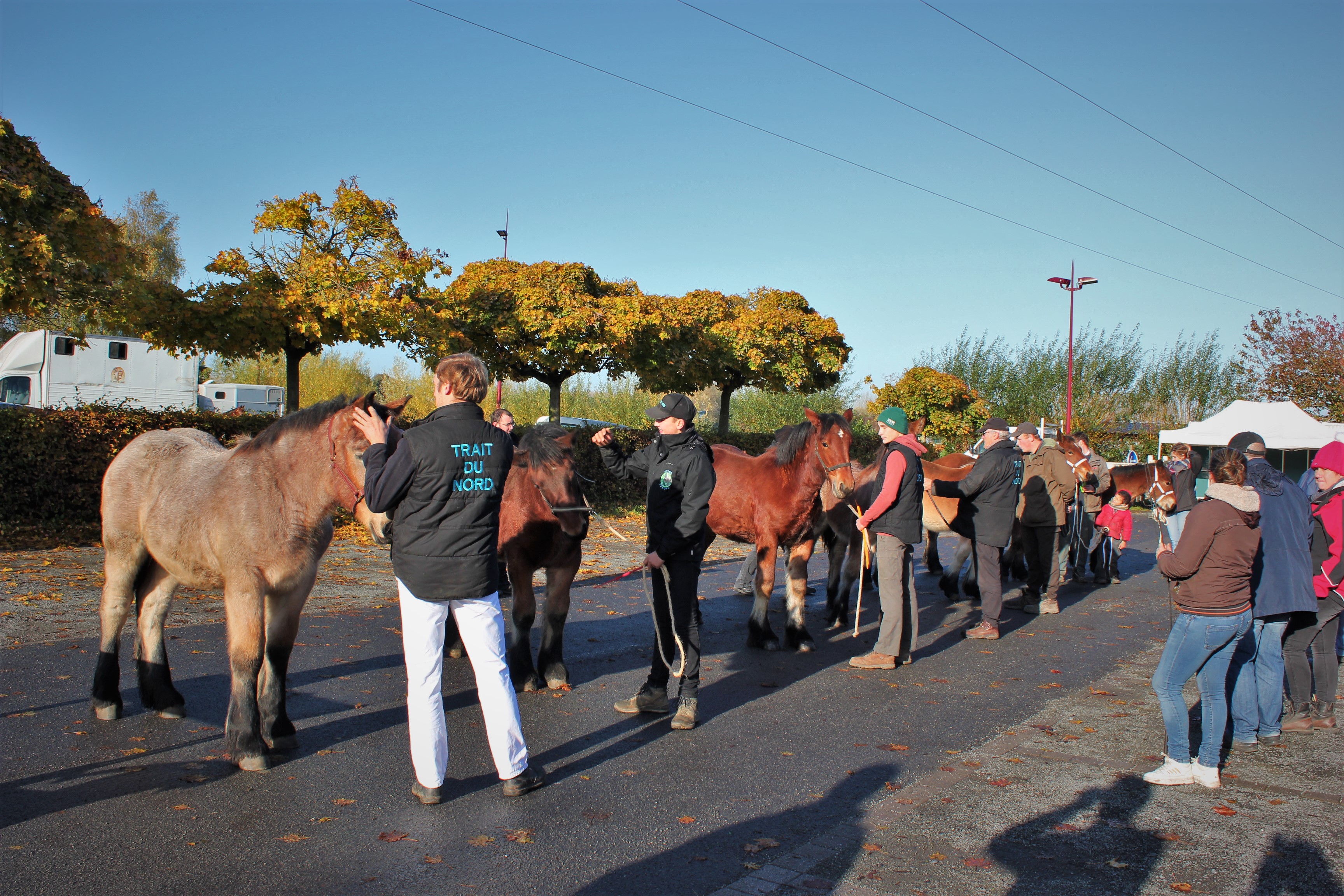 Concours de poulains Genech 2019
